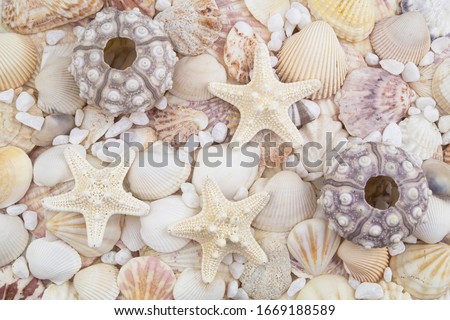 Sea urchins, starfish and many sea shells close up