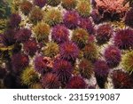 Sea urchins underwater in the Atlantic ocean (purple sea urchin Paracentrotus lividus), Spain, Galicia, Rias Baixas