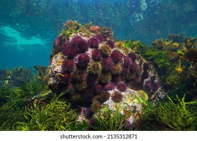 Sea urchins underwater in the eastern Atlantic Ocean ( purple sea urchin  Paracentrotus lividus), Spain, Galicia - Powered by Shutterstock