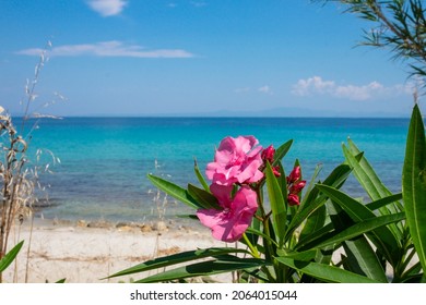 Sea view with palm trees. Panoramic view of beach of town of Afytos, Kassandra, Chalkidiki, Central Macedonia, Greece. View of the azure sea with a boat among palms and flowers.