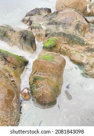 Sea View Rocks Ocean Seagull Mountain Beach Seashells True Crab Sky Cloudy Clear Blue Sand Haze Turquoise Seaweed White Blur Stones Vacation Cape Town Shore Nature Blend Animals Creatures Wild Life