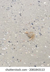 Sea View Rocks Ocean Seagull Mountain Beach Seashells True Crab Sky Cloudy Clear Blue Sand Haze Turquoise Seaweed White Blur Stones Vacation Cape Town Shore Nature Blend Animals Creatures Wild Life