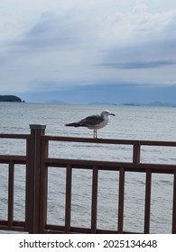 The sea view and seagulls of Masian Beach