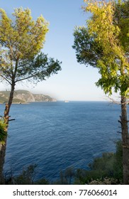 sea view through trees 