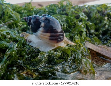 Sea ​​snail Walking On The Beach Sand