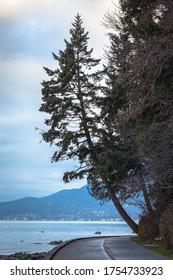 Sea Wall Around Stanley Park With Bent Tree