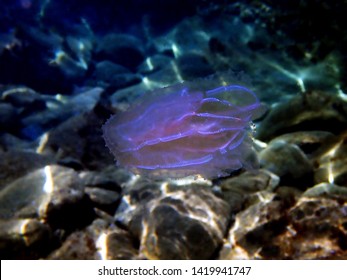 Sea Walnut Comb Jellyfish - Mnemiopsis Leidyi