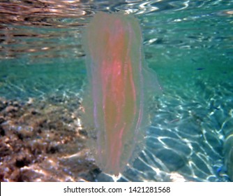 Sea Walnut Comb Jellyfish - Mnemiopsis Leidyi