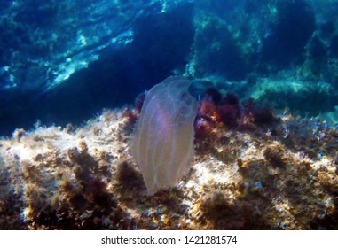 Sea Walnut Comb Jellyfish - Mnemiopsis Leidyi