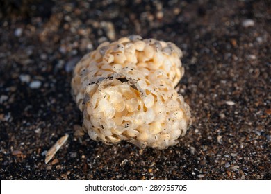 Sea Wash Ball Egg Case Of Common Whelk