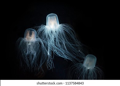 The Sea Wasp - Immortal Jellyfish