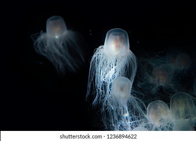 The Sea Wasp - Immortal Jellyfish