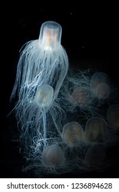 The Sea Wasp - Immortal Jellyfish