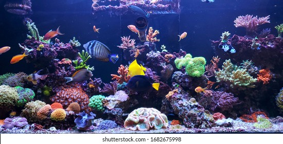 sea water aquarium captures of caral and tropical fishes