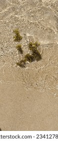 The sea water forms a pattern due to the reflection of the sun and brings the seaweed to the beach