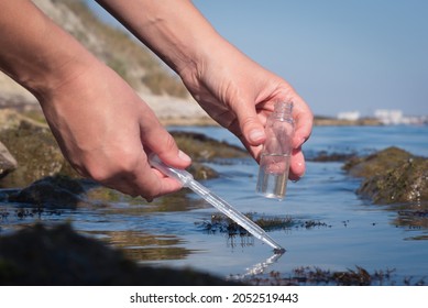 Sea Water Pollution Concept. The Scientist Is Taking  Water Sample Of Sea Water Close Up Concept.