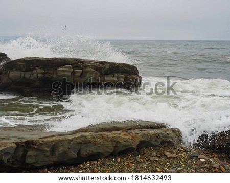 The sea wave breaks against large gray stones with white foam, against a gray cloudy sky and one Ivory gull.