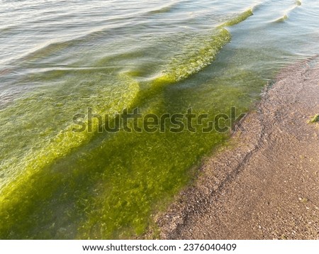 Sea waves, green algae and sunny weather