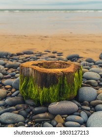 Sea Weed Breathing New Life On A Large Tree Stump Washed Ashore.