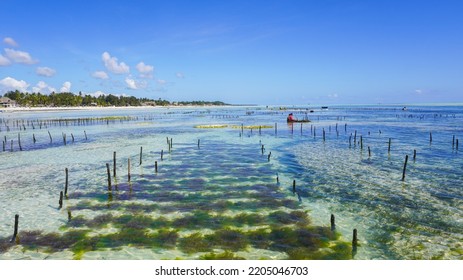 Sea Weed Farm, Low Tide, Zanzibar