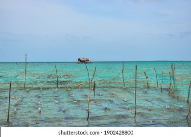 Sea Weed Farm In South Asia