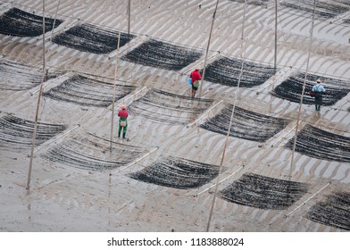 Sea Weed Farm Worker At Work