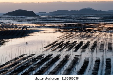 Sea Weed Farm Of Xiapu, Fujian Province, China