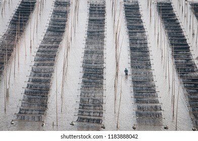 Sea Weed Farm Of Xiapu, Fujian Province, China