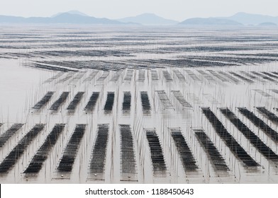 Sea Weed Farm Of Xiapu, Fujian Province, China