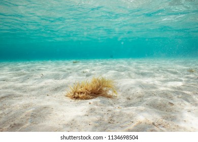 Sea Weed Growing In Shallow Sea