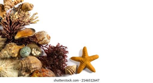 Sea Weed And Shells On A White Background 