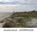 Sea Wheat Along the Coast of Charleston on Sullivan