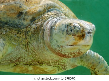 Sea White Albino Turtle