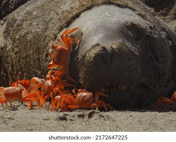 A Sea Wolf Corpse Groomed By Tiny Crabs