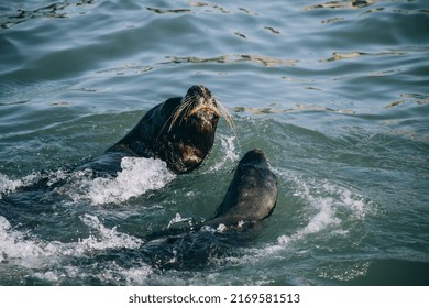 Sea Wolf Family Swimming Ocean 