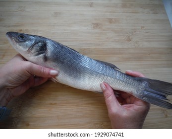 A Sea Wolf Fish In The Hands Of A Girl On A Wooden Table