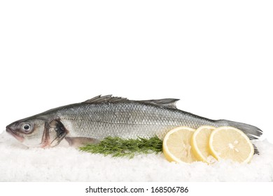 Sea Wolf Fish On Ice, Isolated