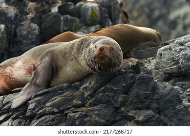 Sea Wolf On The Rocks In Chile