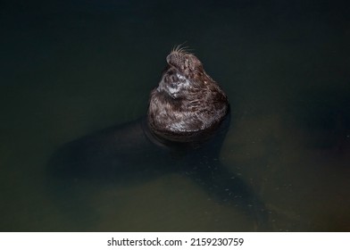 Sea Wolf Resting In The Water At Night With Small Fish Around