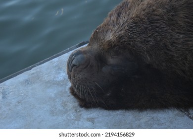 Sea Wolf Sleeping In The Sea Side