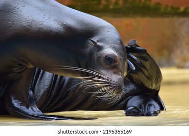 Sea Wolf In Zoo