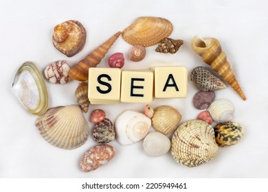 Sea Word Scrabble Seashells White Background 