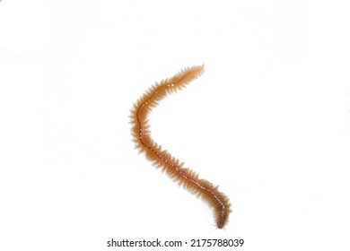 Sea Worm Nereis On White Background