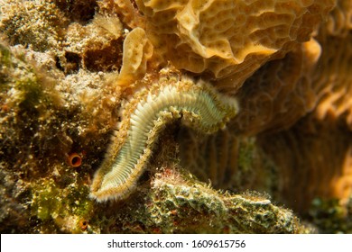 Sea Worm On A Coral Reef Cozumel Mexico