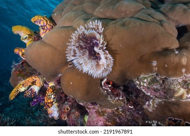 Sea Worm On The Coral Reef