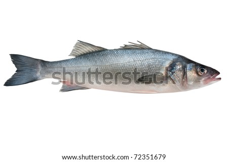 Seabass, Dicentrarchus labrax. Isolated on white background