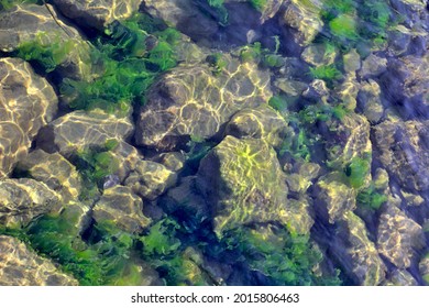 Seabed. Green Algae On Large Stones In The Sea