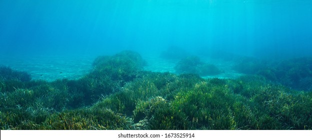 Seabed With Seagrass Underwater In Mediterranean Sea, Natural Scene