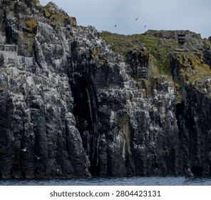 Seabird Colony Nesting on Dramatic Cliffs of the Isle of May, Scotland