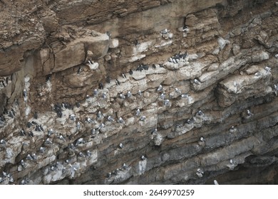 Seabird colony nesting on rocky cliffs in Filey, North Yorkshire, England